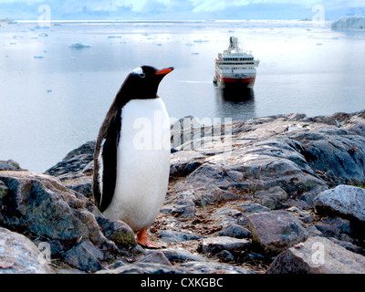 Una Gentoo (Pygoscelis papua) a Neko Harbour, Antartico su una montagna rocciosa con una crociera Hurtigruten nave in background Foto Stock