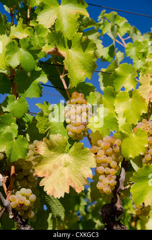 California, Napa Valley Wine Country. Vino vigna, cadono "schiacciare stagione' nella Contea di Sonoma lungo la Hwy 12. Foto Stock