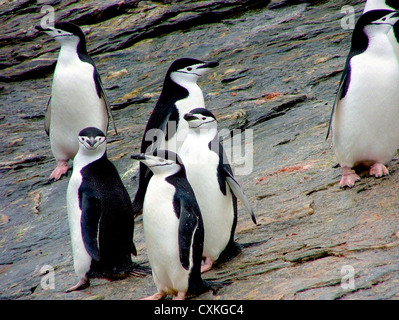 Un waddle (Gruppo) di pinguini dal sottogola (Pygoscelis Antartide) a Gibbs Island (a sud le isole Shetland), Antartide Foto Stock