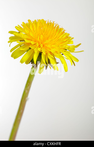 Close up di un fiore di tarassaco isolati su sfondo bianco Foto Stock
