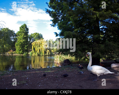 Il White Swan e Piccioni in St James Park vicino al lago, City of Westminster, Londra, Inghilterra, Regno Unito Foto Stock