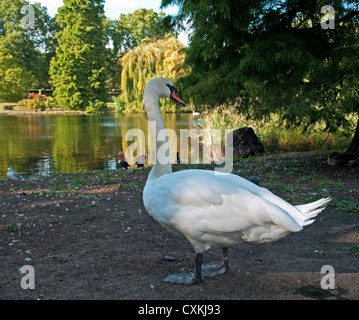 Vista ravvicinata del White Swan in St James Park vicino al lago, City of Westminster, Londra, Inghilterra, Regno Unito Foto Stock