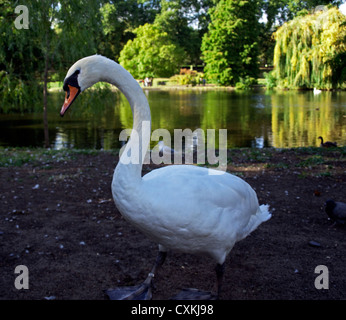 Vista ravvicinata del White Swan in St James Park vicino al lago, City of Westminster, Londra, Inghilterra, Regno Unito Foto Stock