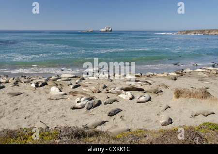 California, Pacific Coast, Cambria, Piedras Blancas spiaggia. Northern guarnizione di elefante (WILD: Mirounga angustirostris) Colonia. Foto Stock