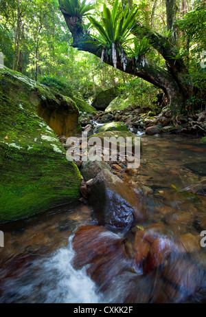 Ruscello che scorre in una lussureggiante foresta pluviale subtropicale, Minnamurra foresta pluviale, Budderroo National Park, NSW, Australia Foto Stock