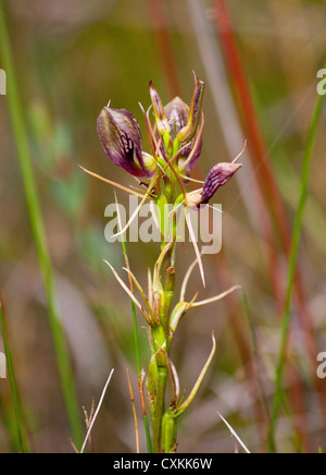 Cofano Orchid, Cryptostylis erecta, terreni aridi Riserva Naturale, NSW, Australia Foto Stock