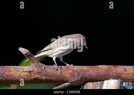 House Finch (Carpodacus mexicanus) maschio appollaiato su un ramo in Nanaimo, Isola di Vancouver, BC, Canada nel mese di ottobre Foto Stock