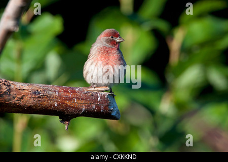 House Finch (Carpodacus mexicanus) maschio appollaiato su un ramo in Nanaimo, Isola di Vancouver, BC, Canada nel mese di ottobre Foto Stock