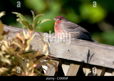 House Finch (Carpodacus mexicanus) maschio arroccato su un recinto di Nanaimo, Isola di Vancouver, BC, Canada nel mese di ottobre Foto Stock