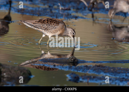 A lungo fatturati Dowitchers Limnodromus scolopaceus alimentare con la riflessione in acqua in francese Creek, l'isola di Vancouver, BC, Canada Foto Stock