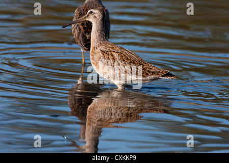 A lungo fatturati Dowitchers Limnodromus scolopaceus alimentare con la riflessione in acqua in francese Creek, l'isola di Vancouver, BC, Canada Foto Stock