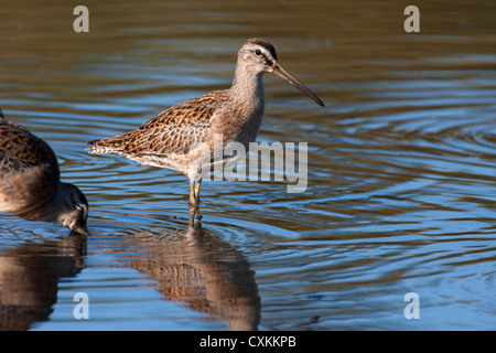 A lungo fatturati Dowitchers Limnodromus scolopaceus alimentare con la riflessione in acqua in francese Creek, l'isola di Vancouver, BC, Canada Foto Stock