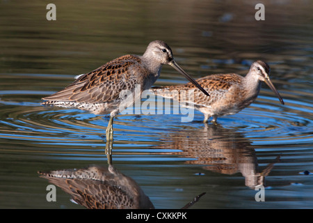 A lungo fatturati Dowitchers Limnodromus scolopaceus alimentare con la riflessione in acqua in francese Creek, l'isola di Vancouver, BC, Canada Foto Stock