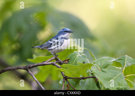 Cerulean Warbler uccello songbird appollaiato in Oak Tree Foto Stock