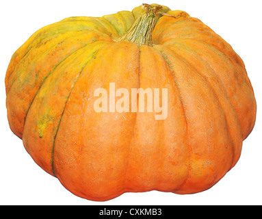 Una grande varietà di zucche arancione isolati su sfondo bianco Foto Stock