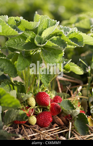 Fragole mature, DeVries Farm, Fenwick, Ontario, Canada Foto Stock