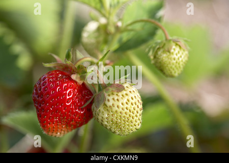 Fragole mature sulla vite, DeVries Farm, Fenwick, Ontario, Canada Foto Stock