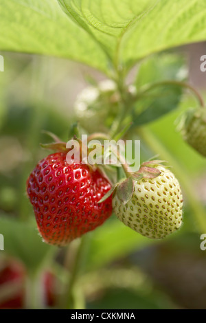 Fragole mature sulla vite, DeVries Farm, Fenwick, Ontario, Canada Foto Stock