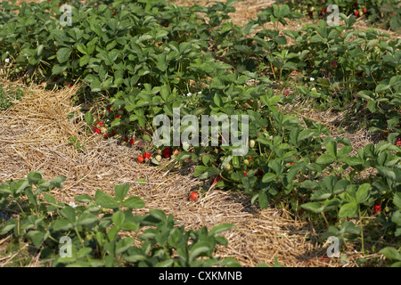 Filari di piante di fragola, DeVries Farm, Fenwick, Ontario, Canada Foto Stock