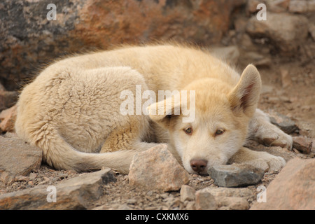 Giovani Sled Dog, Ittoqqortoormiit, Scoresbysund, Sermersooq comune, Groenlandia Foto Stock