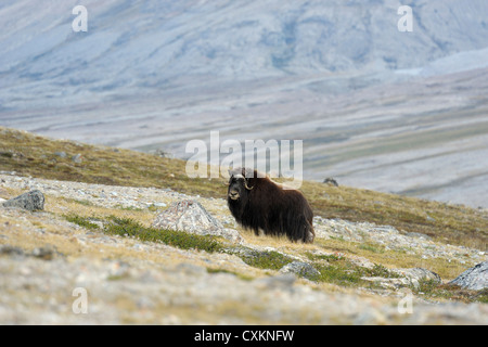 Musk Ox, Nordbugten, Nordvestfjorden, Scoresby Sund in Groenlandia Foto Stock