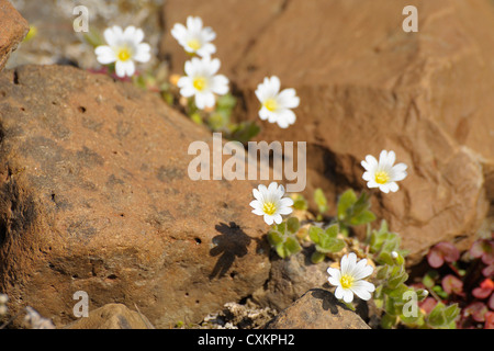 Arctic Mouse-Ear Chickweed, Romer fiordo, est della Groenlandia, Groenlandia Foto Stock