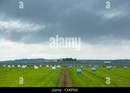 Balle di fieno, Varmaland, Vesturland, Islanda Foto Stock