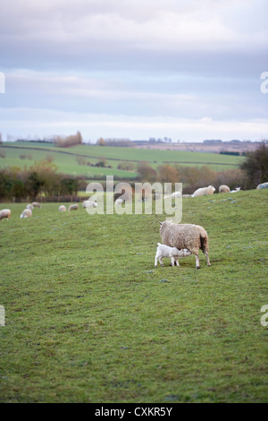 Pecora che pascola in colline, Scunthorpe, Lincolnshire, Inghilterra Foto Stock