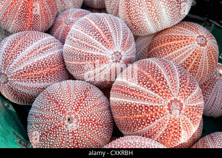 Ricci di mare conchiglie Foto Stock