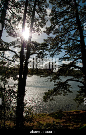 Banca del fiume del fiume Fal a Malpas vicino a Truro Cornwall Regno Unito Foto Stock