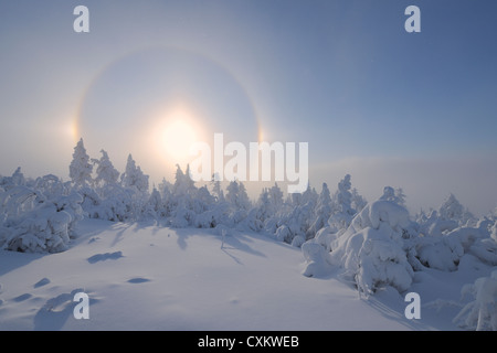 Halo su strade coperte di neve alberi, Fichtelberg, Monti Metalliferi, Bassa Sassonia, Germania Foto Stock