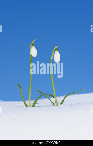 Galanthus nivalis Bucaneve nella neve, Baviera, Germania Foto Stock