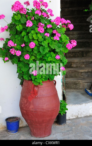 Grande pentola di terracotta piantata con gerani rosa brillante nel villaggio agricolo collinare di Kroustas, Creta, Isole greche, Grecia, Europa Foto Stock