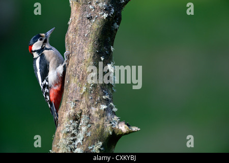 Picchio rosso maggiore (Dendrocopos major) Foto Stock