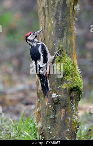 Picchio rosso maggiore (Dendrocopos major) Foto Stock