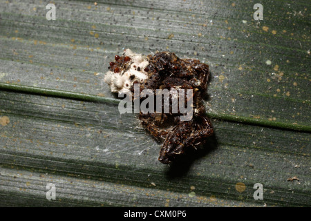 Bird-caduta crab-spider (Phrynarachne sp : Thomisidae) nella foresta pluviale, Togo Foto Stock