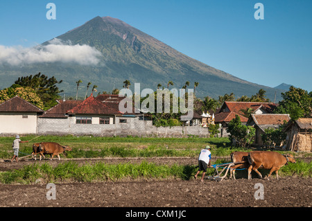 Arare i campi nei pressi di Amed con Gunung Agung vulcano sullo sfondo, Bali Orientale, Indonesia. Foto Stock