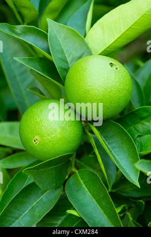 Immaturo arance verde appeso su un ramo Foto Stock