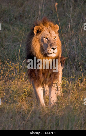 Un maschio adulto lion (Panthera leo) catturati in un albero di sera la luce del sole in una giungla di compensazione, Moremi, Botswana Foto Stock