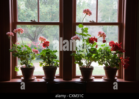 Gerani nella finestra di Green Gables, casa featured in Anne di Green Gables libri, Cavendish, Isola del Principe Edoardo Foto Stock