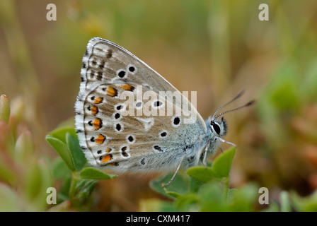 Adone maschio Blue Butterfly (Polyommatus bellargus) nei Pirenei Foto Stock