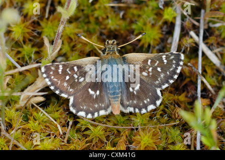 Rosso-underwing Skipper (Spialia sertorius) nei Pirenei Foto Stock