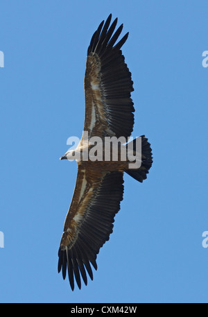 Grifone (Gyps fulvus) battenti Monfrague National Park, Estremadura, Spagna. Foto Stock