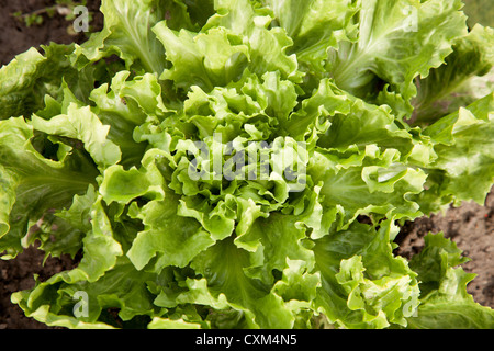 Primo piano di foglie di indivia lattuga in giardino Foto Stock