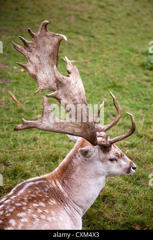 Maschio di daini giacente in erba Foto Stock