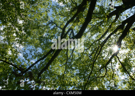 Della luce del sole che splende attraverso i rami e le foglie di un albero di quercia Foto Stock
