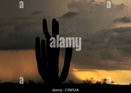 Un tramonto durante una doccia monsonica è visto da Sahuarita, Arizona, Stati Uniti d'America, nel deserto di Sonora. Foto Stock