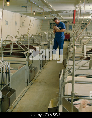 Vet o agricoltore ispezione di maiale giovane Foto Stock