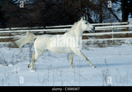 Cavallo bianco nella neve; anglo-trakehner 'sterling' (trakehner-purosangue cross); colore: grigio / ILLINOIS Foto Stock