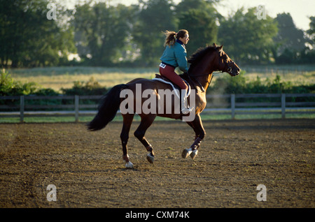 Cavallo di lavoro prima della concorrenza a horse show / quentin horse show quentin, pa Foto Stock